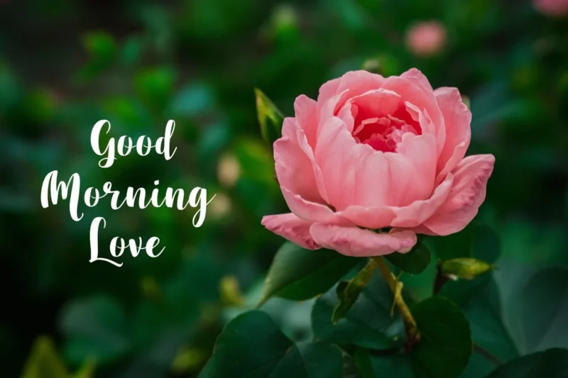 25+ Good Morning Love Messages